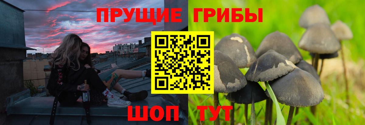 Псилоцибиновые грибы GOLDEN TEACHER  Вход с VPN  Сочи 